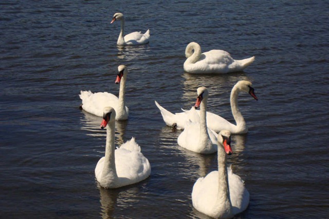 [swan2[4].jpg]