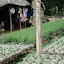 One of the many nurseries for the orchards that surround the Mekong.