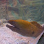 Moray eel I think...