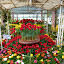 Tulip heaven