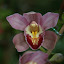 Cool orchid!