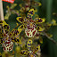 It's a sunbathing orchid - each limb slightly darker than it's white bottom!