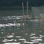 Ducks! Animals! Wildlife! Anything gets us excited these days! :o)