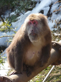 One of many Tibetan Macaques, they scented our monkey experience and didn't go in for the kill...