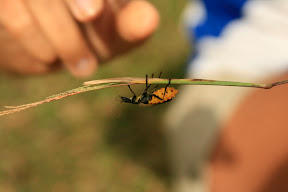 Another friendly insect, not as smiley as Sticky Bob though.