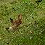 A chicken and chicks at the start of Altos De Los Idoles