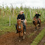 Horses behaving for a change - Satan had gotten used to me by now and the 'pull on the reigns to slow him down' theory we were told to do - not what I've been told before!