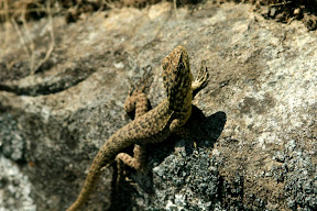 This is another lizard who popped by to say hi.