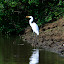 An exceptionall happy Stork, with dinner in his mouth.