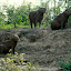 A family of Capybaras, including some exceptionally cute ickle babies.