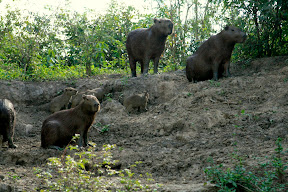 A family of Capybaras, including some exceptionally cute ickle babies.