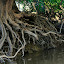 Annual erosion and the refusal of the trees to let go creates an impressive root network for display on the river bank.