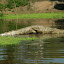 You can be sure the alligators are never far away!