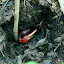 Most of the red crabs we saw were dried out husks; survival of the fittest obviously meant the guy with the hole lives to pinch another day!