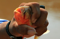 Showing the rather effective teeth of this little beastie...
