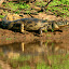 Ever present alligators watched us head out on our last day...