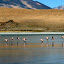 We also saw hundreds of flamingoes, about 600 photos worth!