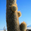 What Beaker looks like when he needs a shave.