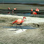 A flamingo proudly strutting his stuff...