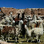 Some photogenic llamas, who probably didn't like my hat.