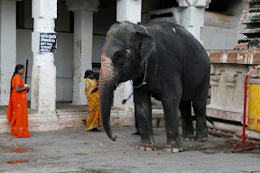 Lakshmi is the temple elephant, and the first we've seen so far in India!