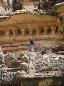 This noisy chap had a bird call that lasted a good ten minutes, alongisde a little dance and a whole variety of melodies. We have a video. Watch this space.