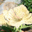 A cactus/plant hybrid at the Bangkok National Museum.