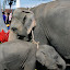 Mother and baby consoling each other in the middle of the herd of people...