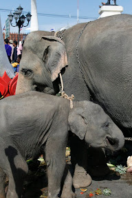 Mother and baby consoling each other in the middle of the herd of people...