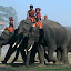 Next begins the parade of the elephants with their handlers astride.