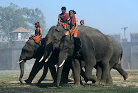 Next begins the parade of the elephants with their handlers astride.