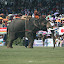 The elephant might be struggling...