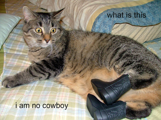 humiliatedcat.jpg