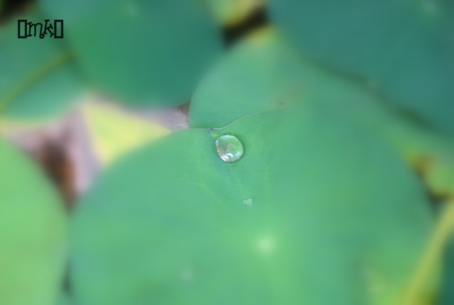[DSC_27303.jpg]
