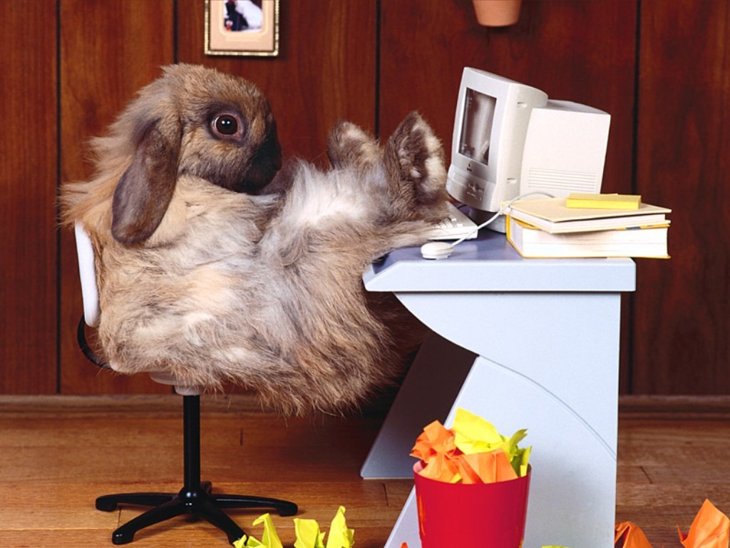 [1200582028_1024x768_floppy-ear-rabbit-relaxing-in-front-of-the-computer-with-feet-up[3].jpg]
