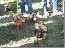 beewieners