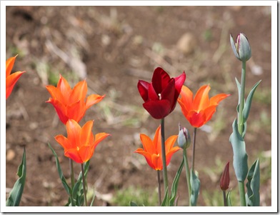IMG_3690 IMG_3690