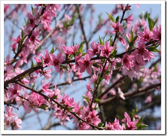 IMG_3803 IMG_3803