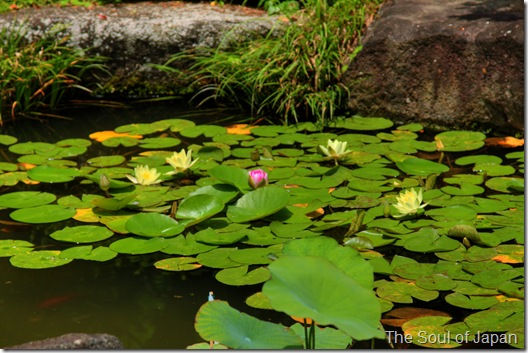 lotus lotus