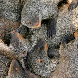 © John Waters: Banded Mongoose cuddling up in sociable siesta, Queen Elizabeth National Park, Uganda &ndash; 07-Jun-2009