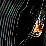 © John Waters: Garden Spider, waiting in web, Somerset, UK