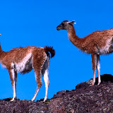 © John Waters:<br />
Guanacos, Lama guanicoe, two adults standing on rocky ridge, alert, looking, Patagonia, southern Argentina, South America
