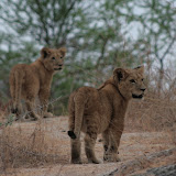 © Karen Partridge: Lion Cubs, Zimbabwe. Captive bred as part of a rehabilitation and release programme. &ndash; 28-Sep-2009
