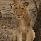 © Karen Partridge: Young Male Lion, Zambia. Captive bred as part of a rehabilitation and release programme. &ndash; 29-Oct-2009