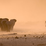 © Sue Flood: Elephants, Hwange National Park, Zimbabwe &ndash; 25-Oct-2007