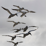 © Steve Nicholls: Gannets, Bass Rock, Scotland &ndash; 02-May-2009