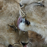 © Karen Partridge. Sibling Lions Grooming. Captive bred as part of a rehabilitation and release programme.
