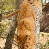 © Karen Partridge. Young Cubs Tree Climbing. Captive bred as part of a rehabilitation and release programme.