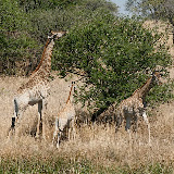 © Karen Partridge: Giraffes at Antelope Park, Zimbabwe