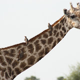 © Giraffe and Oxpeckers, Chobe National Park, Botswana